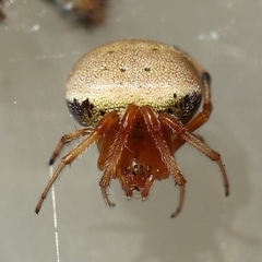 Araneus thaddeus