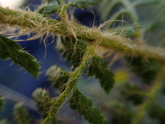 Polystichum haleakalense