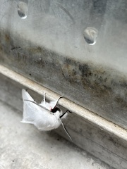 Spilosoma vestalis