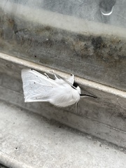 Spilosoma vestalis