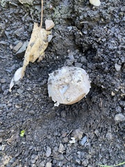 Amanita protecta