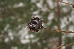 Rabdophaga rosaria