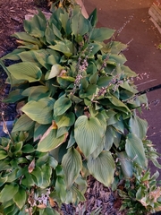 Hosta ventricosa