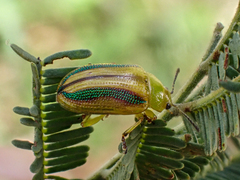 Calomela juncta