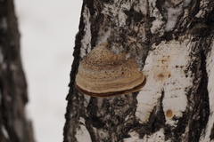 Fomes fomentarius