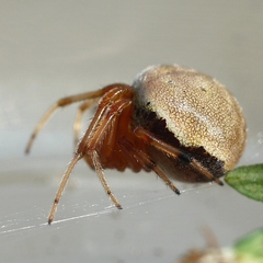 Araneus thaddeus