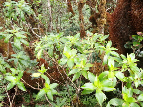 Dubautia laxa observed 2022-11-10