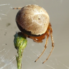 Araneus thaddeus
