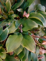 Hosta ventricosa