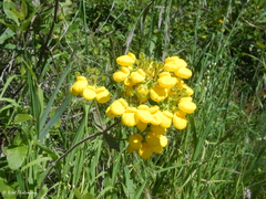 Calceolaria integrifolia