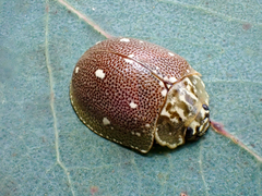 Paropsis aegrota