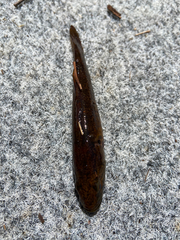 Philypnodon grandiceps