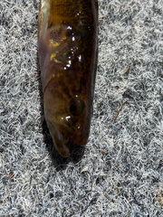 Philypnodon grandiceps