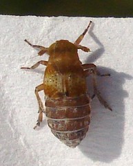 Conomelus anceps