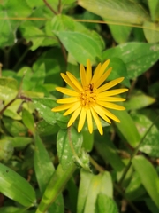 Sphagneticola trilobata
