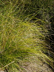 Carex flagellifera