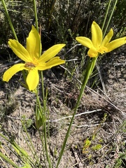 Bobartia orientalis