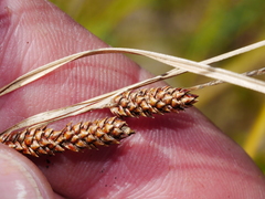 Carex flagellifera
