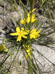 Bobartia orientalis