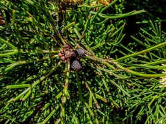 Isopogon anethifolius