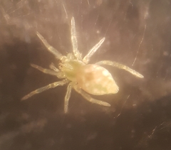 Nigma puella