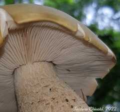Macrocybe titans