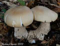 Macrocybe titans