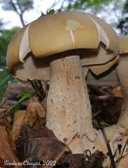 Macrocybe titans