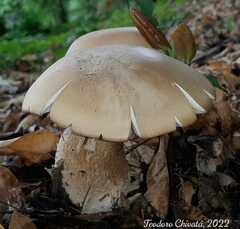 Macrocybe titans