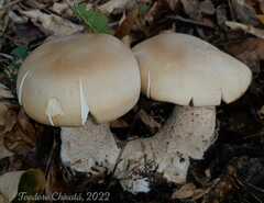 Macrocybe titans