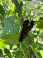 Battus philenor hirsuta