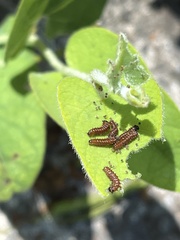 Battus philenor hirsuta