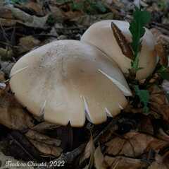 Macrocybe titans