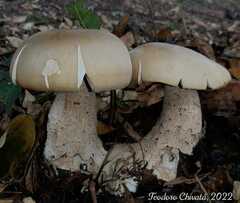 Macrocybe titans