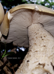 Macrocybe titans
