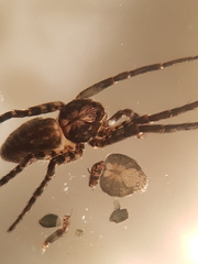Philodromus buxi