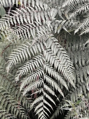 Macrothelypteris torresiana