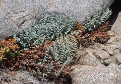 Pellaea bridgesii