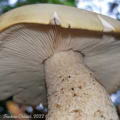 Macrocybe titans