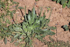 Plantago cunninghamii