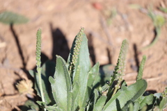 Plantago cunninghamii