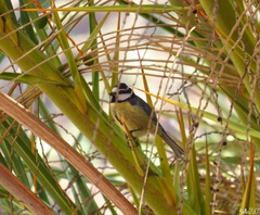 Cyanistes teneriffae