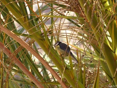 Cyanistes teneriffae