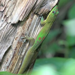 Phelsuma laticauda laticauda
