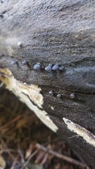 Resupinatus alboniger