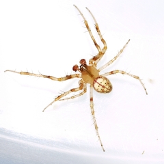 Araneus thaddeus