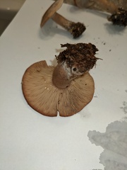 Lactarius
