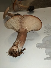 Lactarius