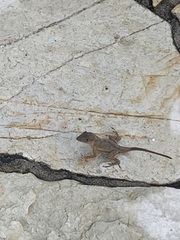 Anolis hispaniolae