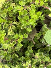 Acalypha radians